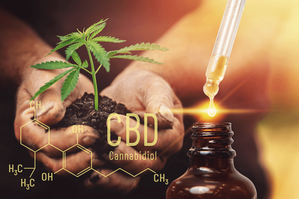 Oleje CBD a szybka regeneracja
